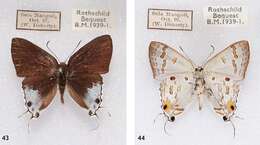 Image of Hypolycaena sipylus Felder 1860