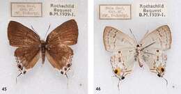 Image of Hypolycaena sipylus Felder 1860