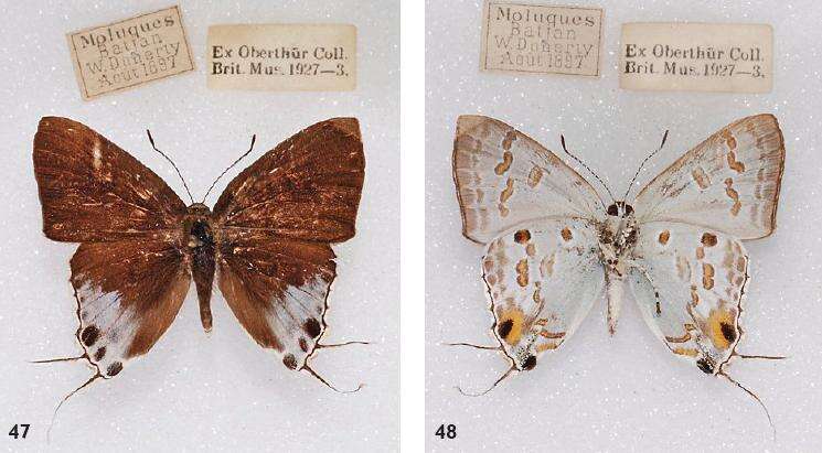 Image of Hypolycaena sipylus Felder 1860