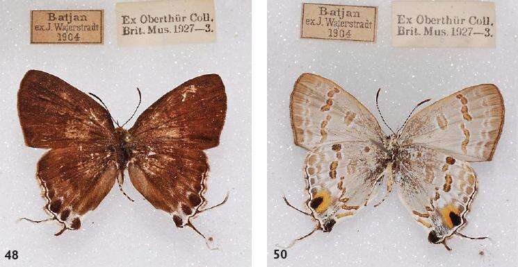 Image of Hypolycaena sipylus Felder 1860