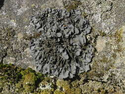 Image of hairy skin lichen