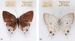 Image of Hypolycaena sipylus Felder 1860