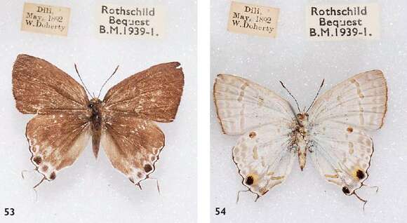 Image of Hypolycaena sipylus Felder 1860