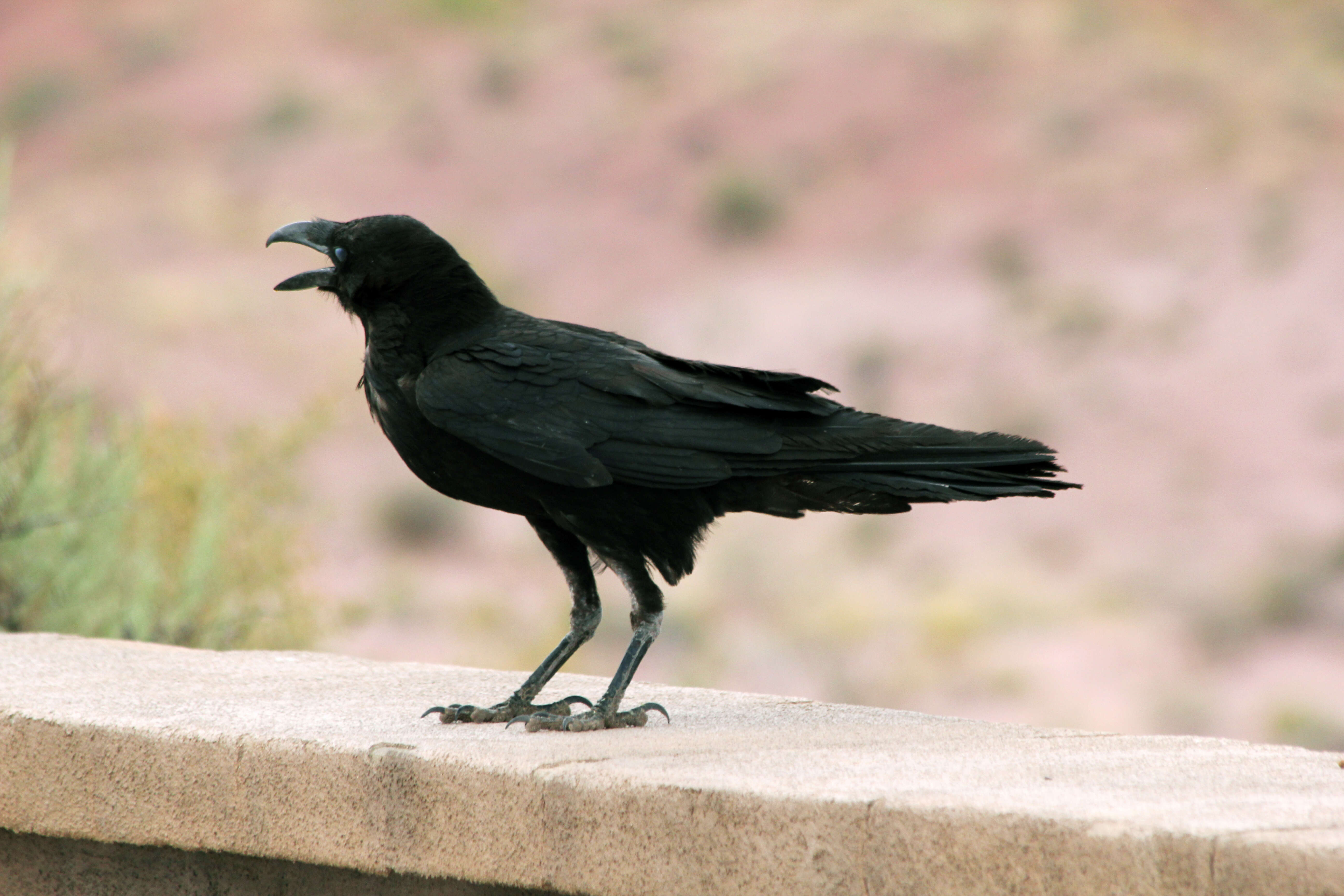 Image of Chihuahuan Raven