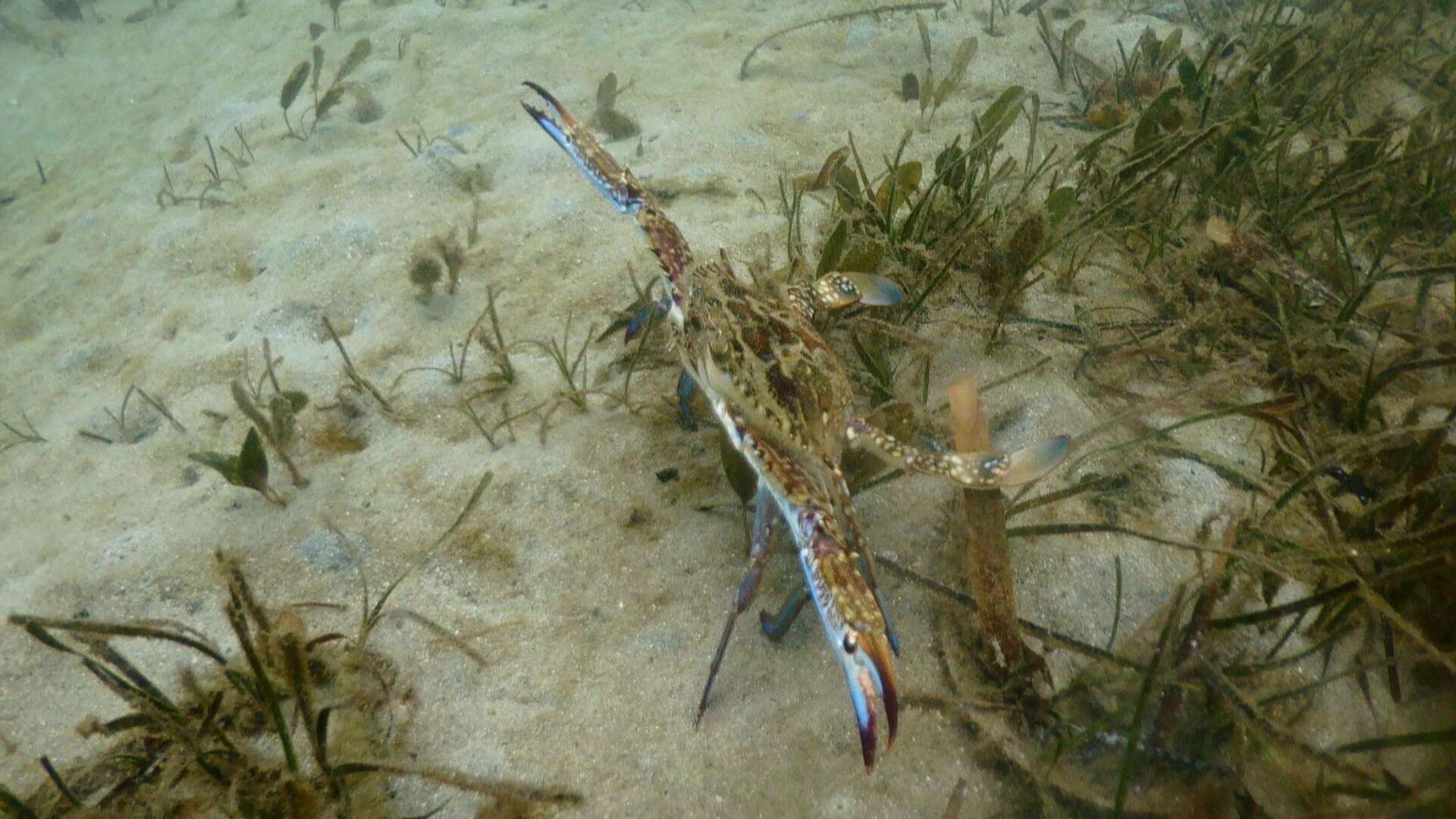 Image of Blue swimmer crab