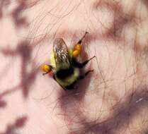 Image of Armenian Bumble Bee