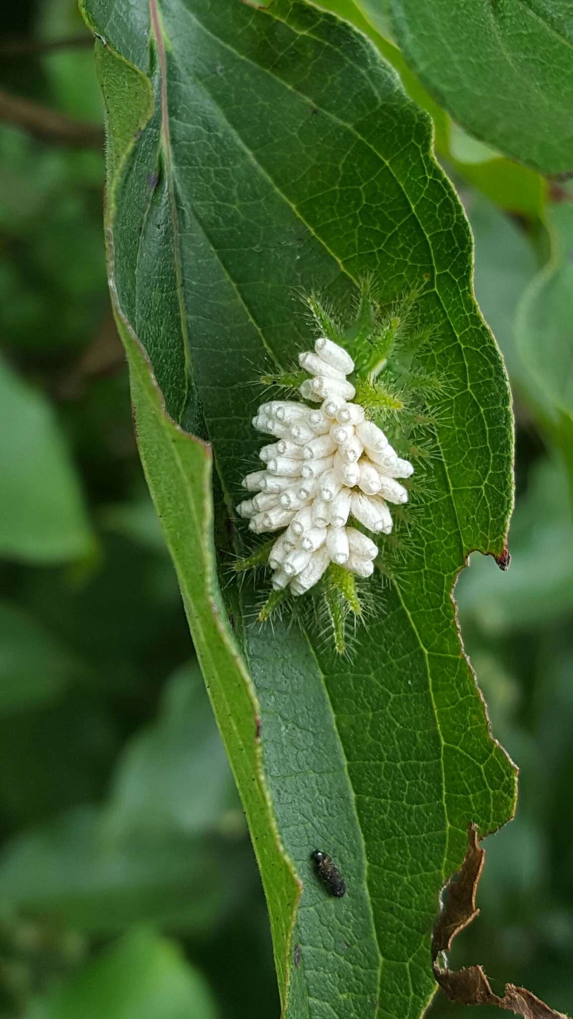 Image of Cotesia empretiae (Viereck 1913)