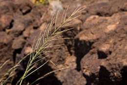 Image of Needle Viper Grass