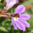 Image of Exoneura bicolor Smith 1854