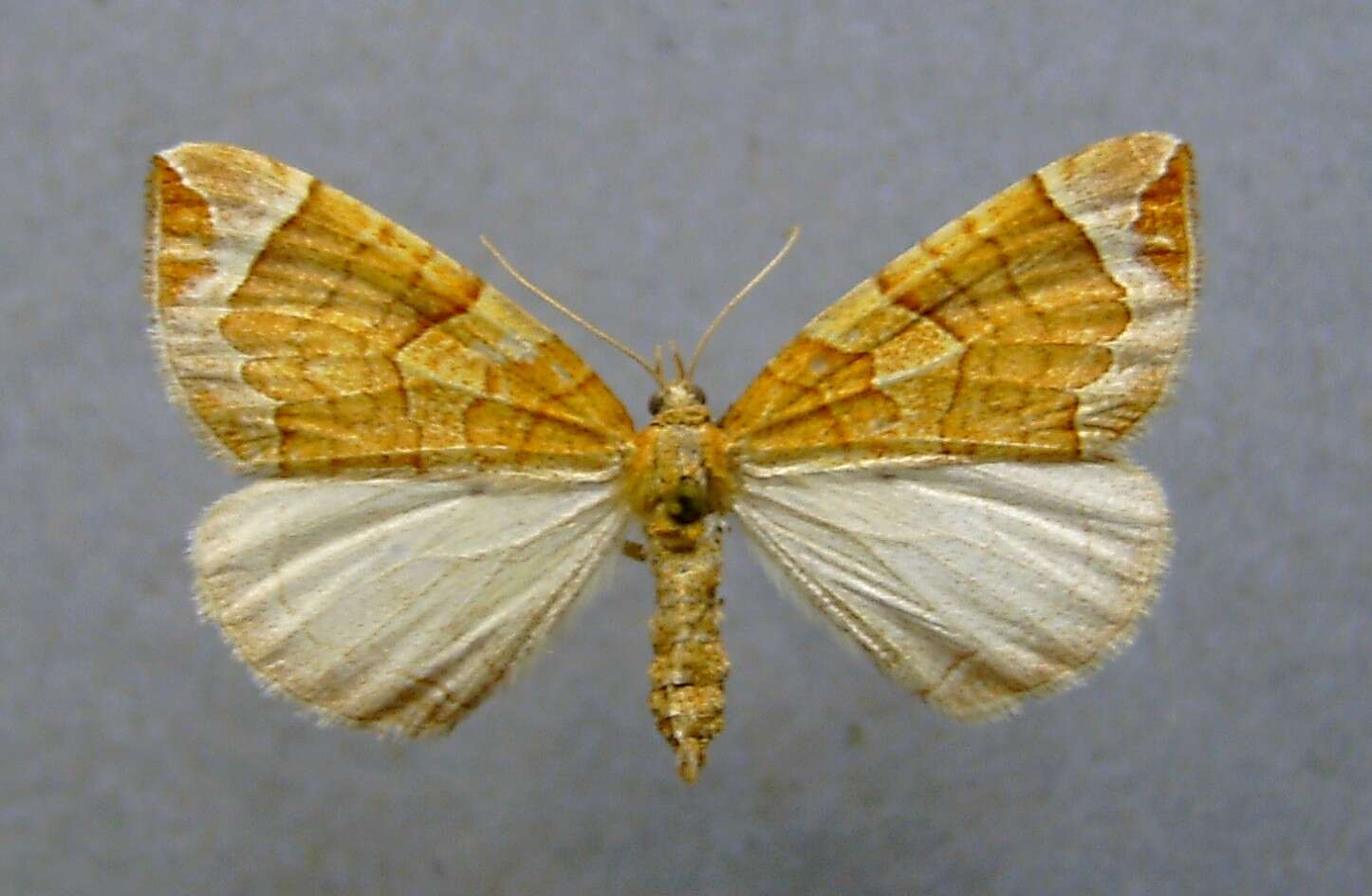 Image of Chevron Moth