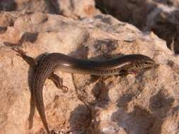 Image of Ocellated Bronze Skink