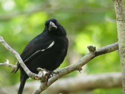 Image of Cuban Bullfinch