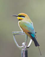 Image of Rainbow Bee-eater