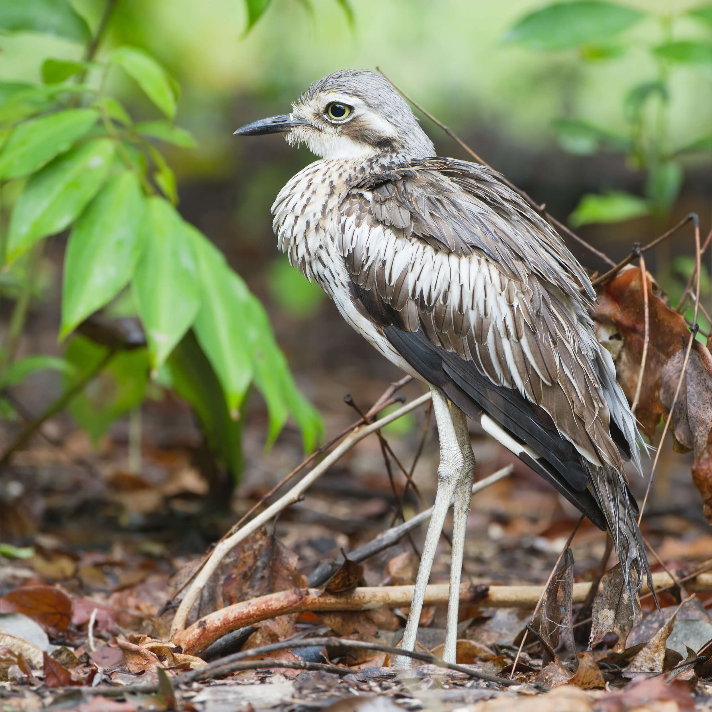 Image of Bush Stone-curlew