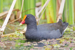 Plancia ëd Gallinula tenebrosa Gould 1846