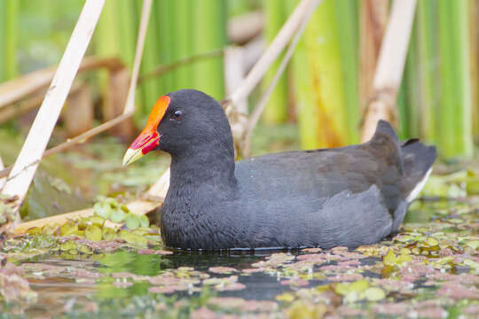 Image of Dusky Moorhen