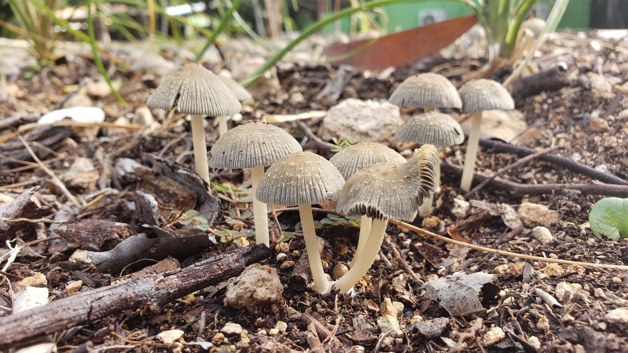 Coprinellus arenicola Wartchow & A. R. Gomes 2014的圖片