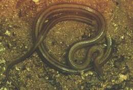 Image of Italian Aesculapian Snake