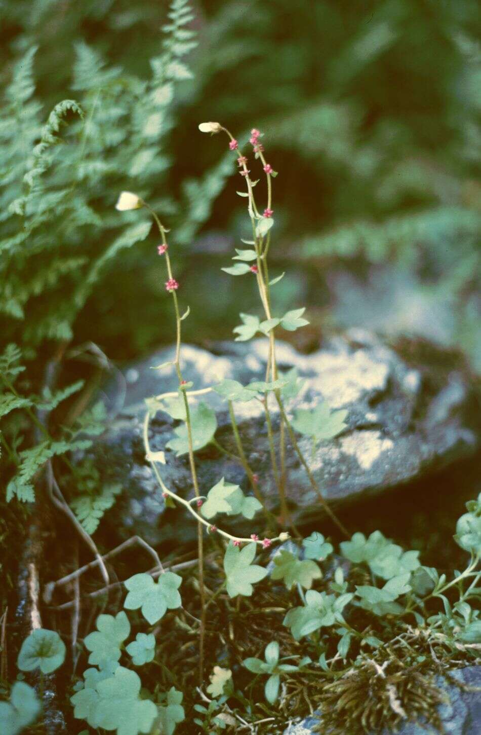 Plancia ëd Saxifraga cernua L.