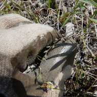 Image of Yukon whitlowgrass