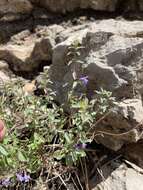 Image of White Mountain false pennyroyal