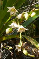 Image de Angraecum striatum Thouars