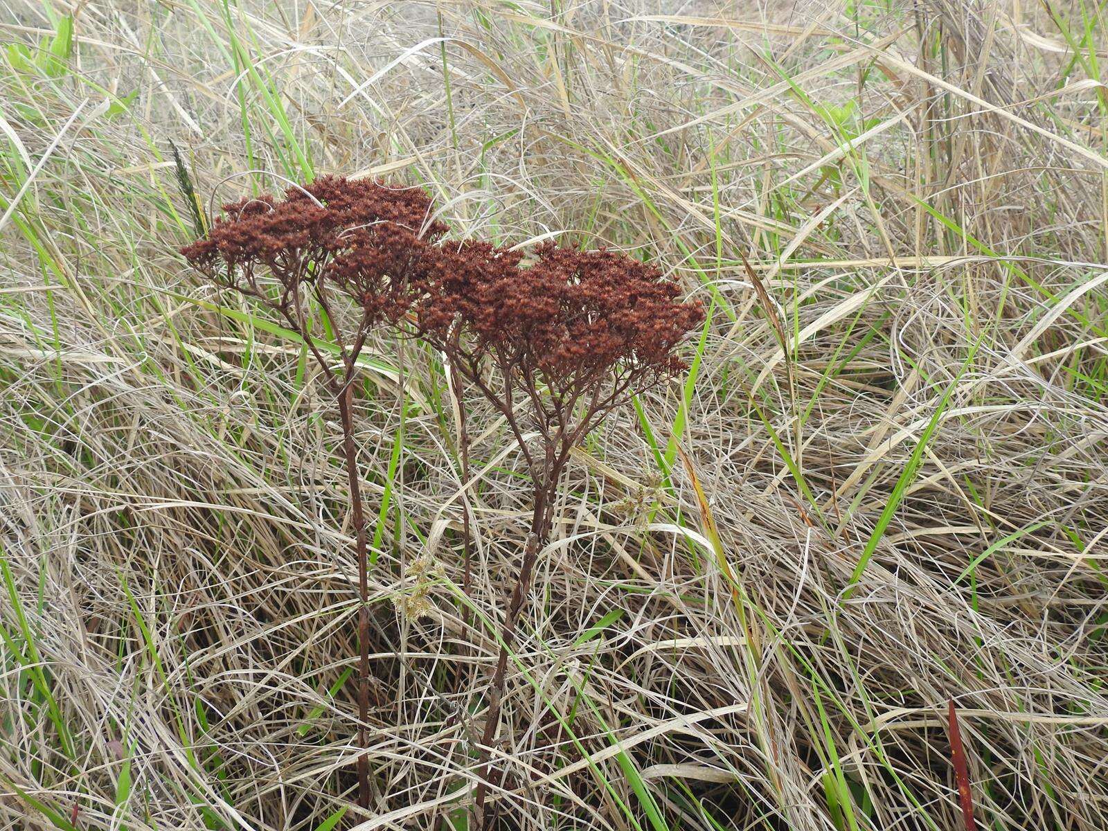 Crassula vaginata subsp. vaginata resmi