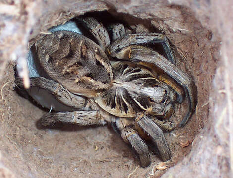 Image of wolf spiders