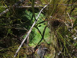 Image of Hermas ciliata L. fil.