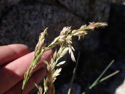 Image de Festuca kingii (S. Watson) Cassidy