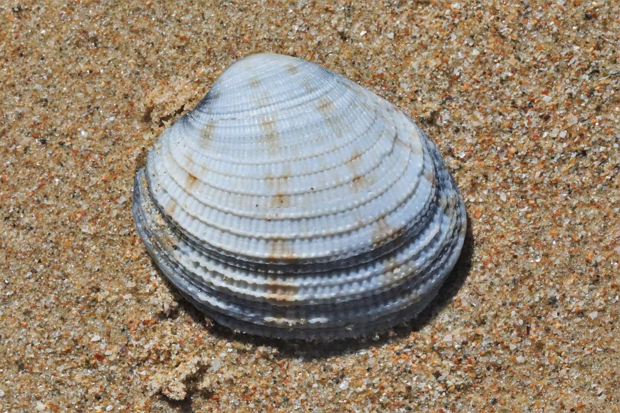 Antigona persimilis (Iredale 1930) resmi