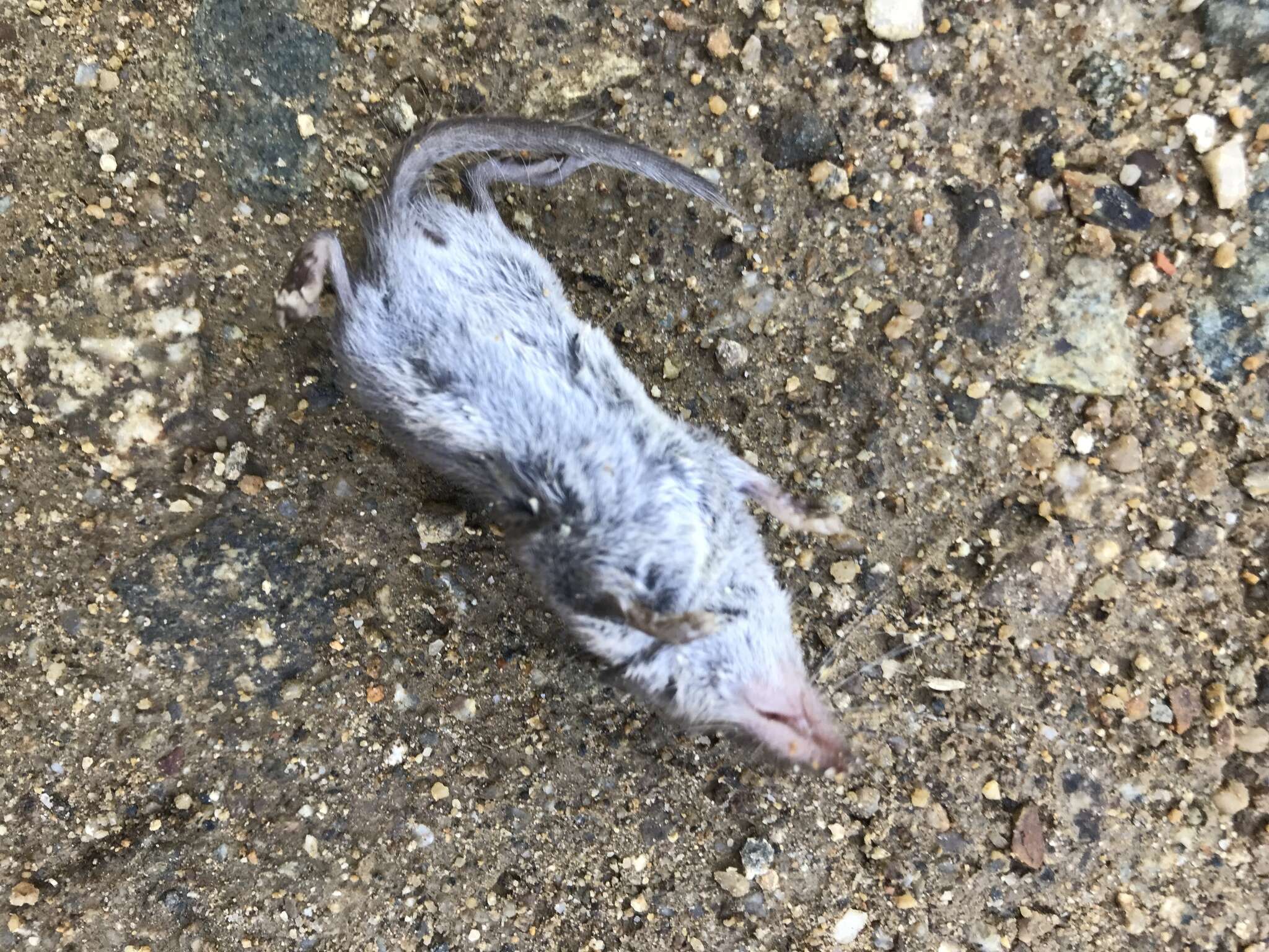 Image of Asian Lesser White-toothed Shrew