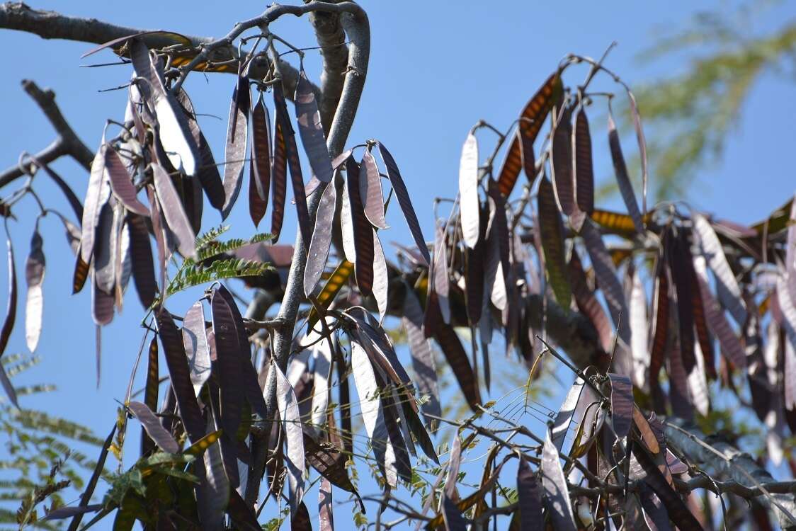 Plancia ëd Leucaena diversifolia (Schltdl.) Benth.