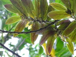 Image of Columnea verecunda C. V. Morton