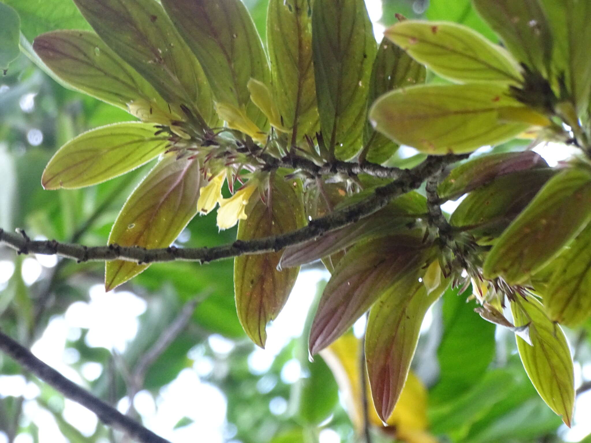 Image of Columnea verecunda C. V. Morton