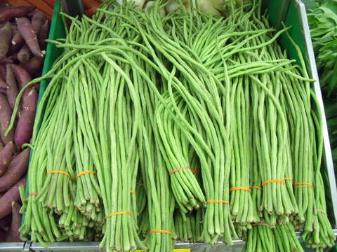 Image de Dolique asperge