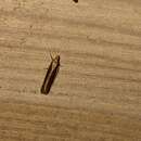 Image of Juniper webworm