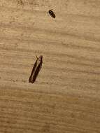 Image of Juniper webworm