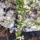 Image of Blodgett's swallow-wort