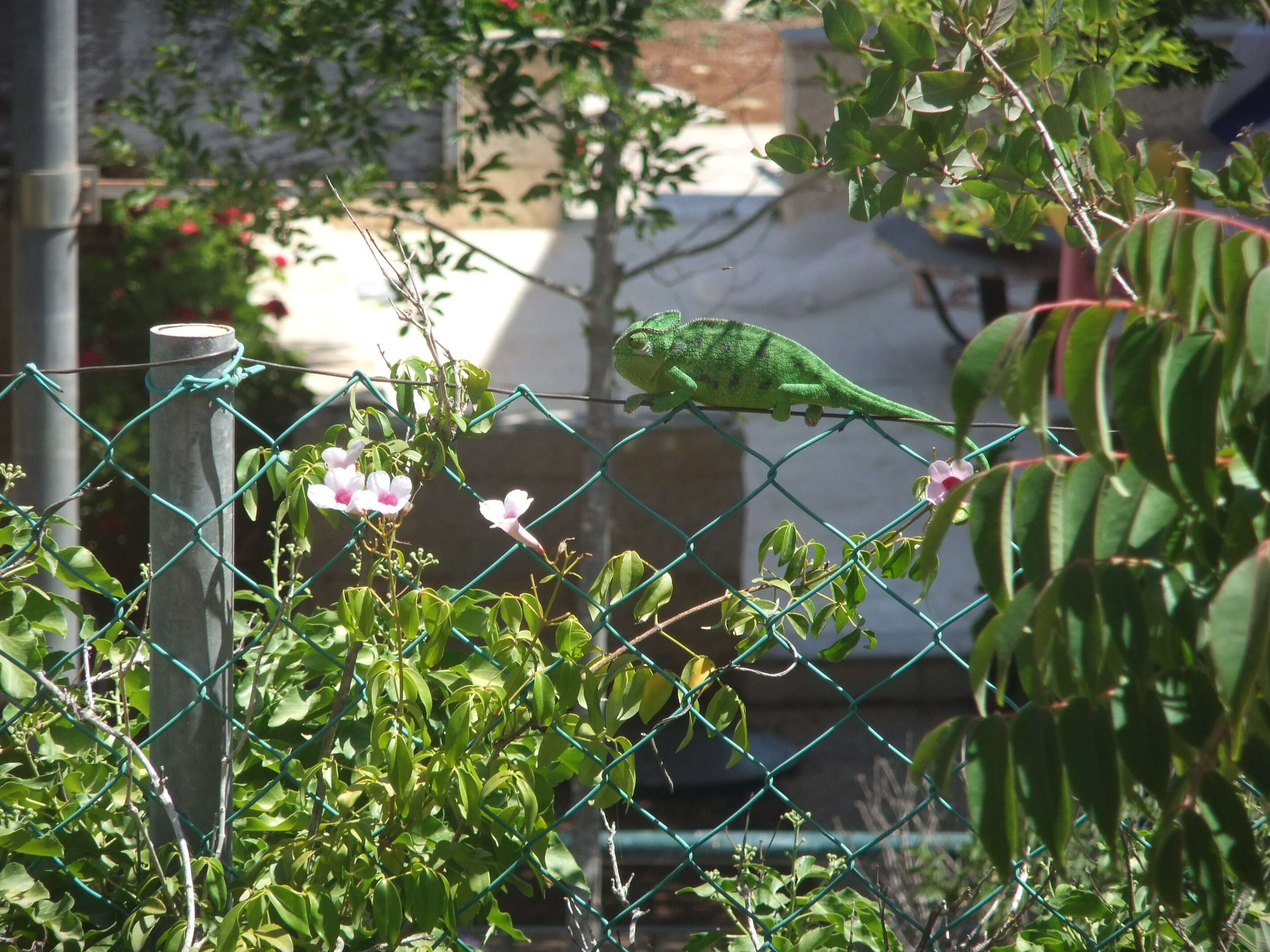 Image de Caméléon commun