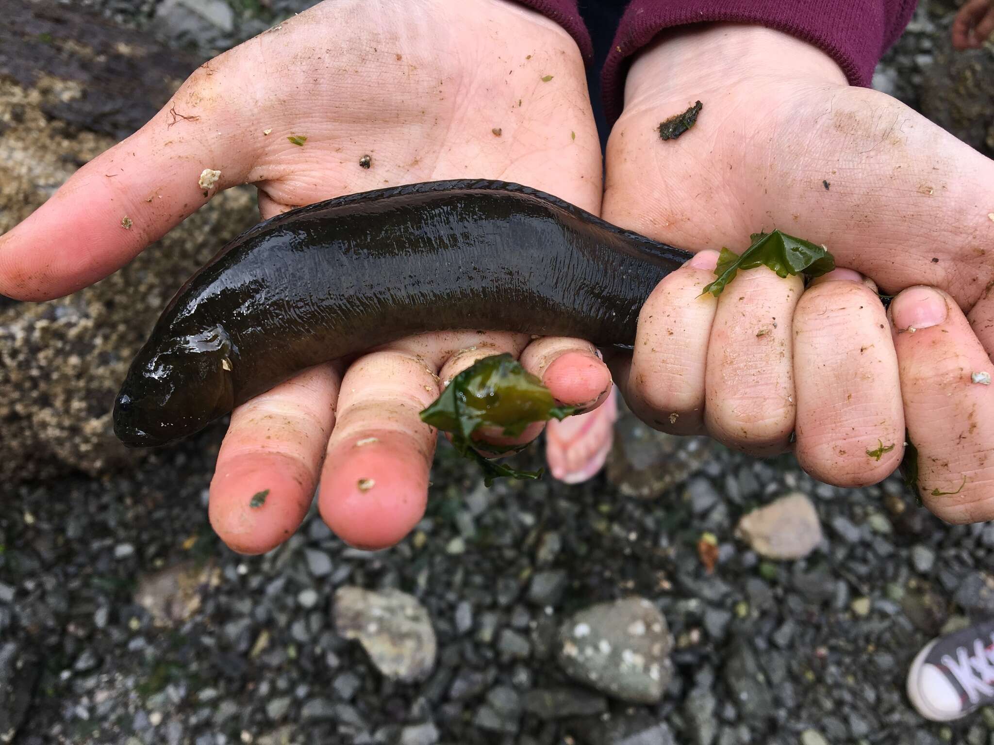 Image of Rock blenny