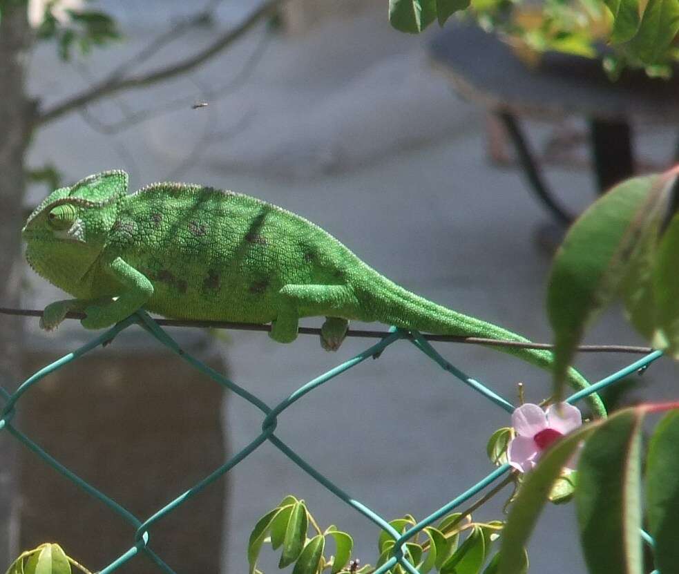 Image de Caméléon commun