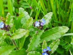 Image of Lycopsis arvensis subsp. orientalis (L.) Kuzn.