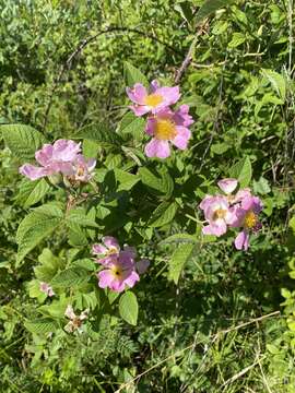 Image of climbing rose