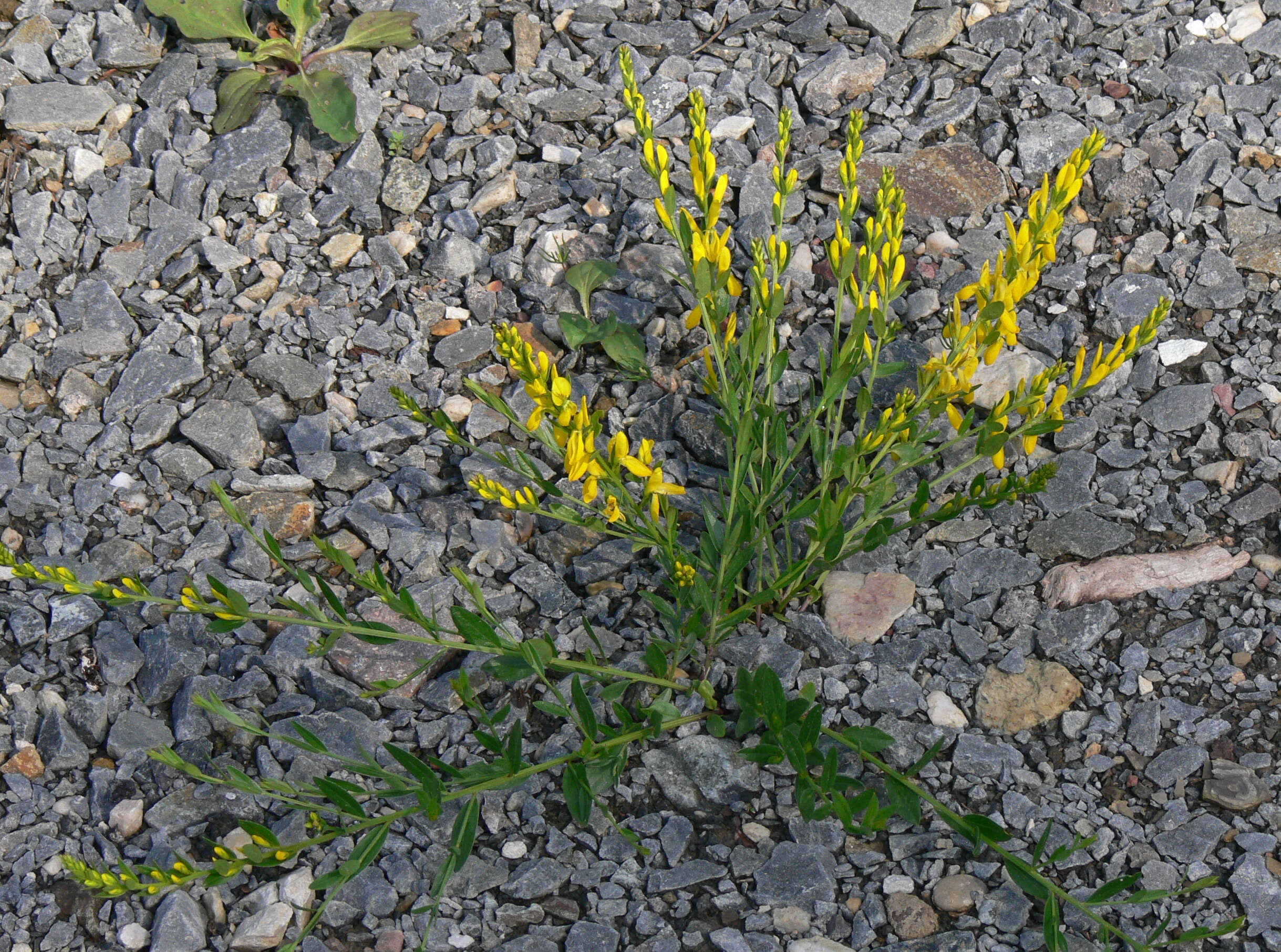 Imagem de Genista tinctoria L.