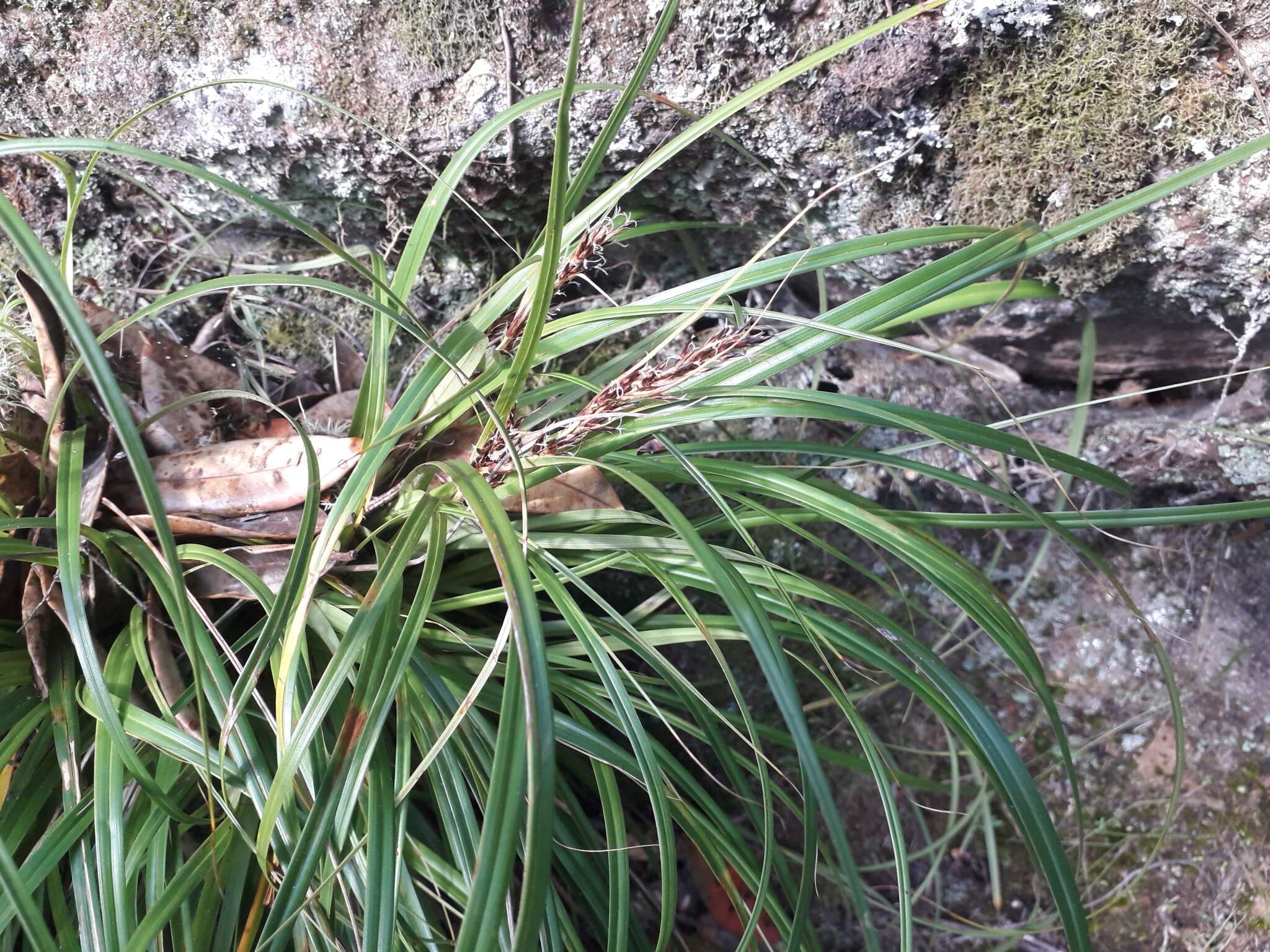 Слика од Morelotia affinis (Brongn.) S. T. Blake