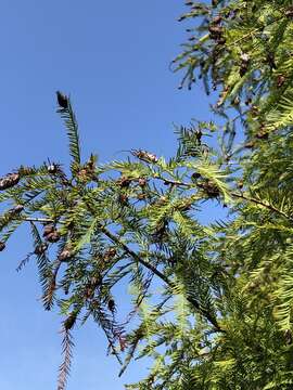 Image of Taxodium Rich.