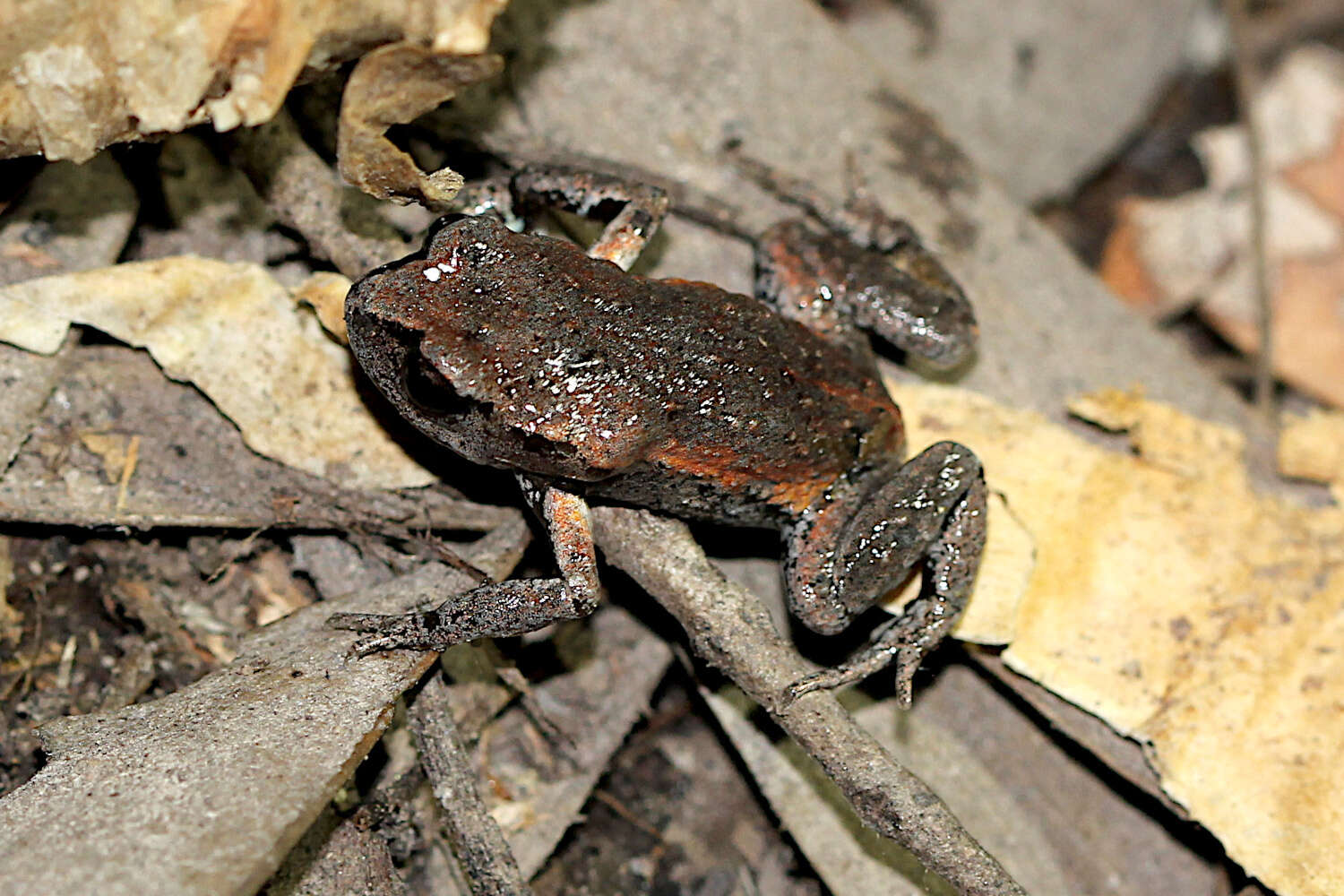 Image of Copper-backed Broodfrog