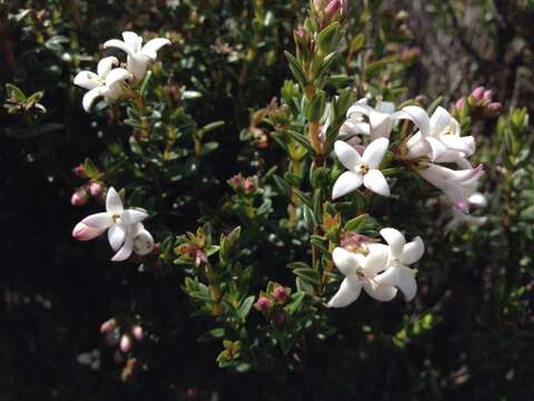 Plancia ëd Arcytophyllum vernicosum Standl.