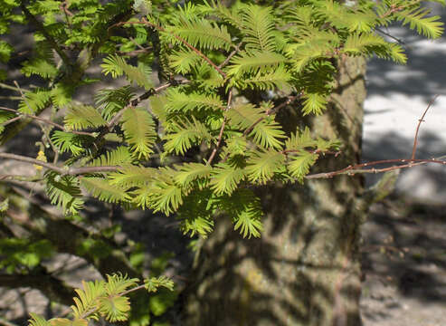 Image of dawn redwood